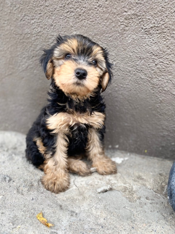 Yorkshire Terrier – rehoming puppy
