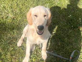 Golden Retriever – rehoming golden retriever!