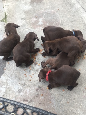 Puppies 4 sell