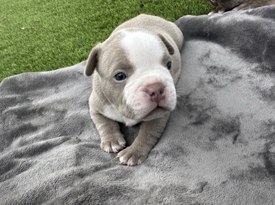 American Bulldog – American bully (pocket) – Hialeah