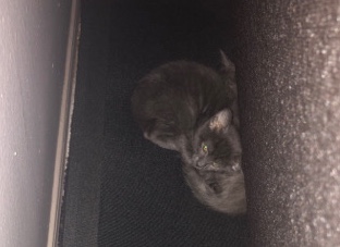 free kittens