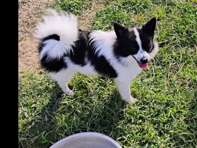 Pomeranian – free full blood Pomeranian – Harker Heights