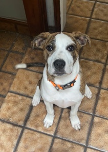 American Pit Bull Terrier – Needs a home ASAP