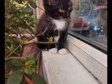 kitten (Maca) – Derby
