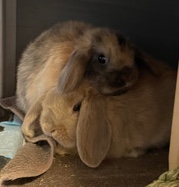 Holland Lop – Peanut and Snickers Female Holland Lop Bunnies!