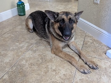 German Shepherd – Female German Shepherd – Haines City