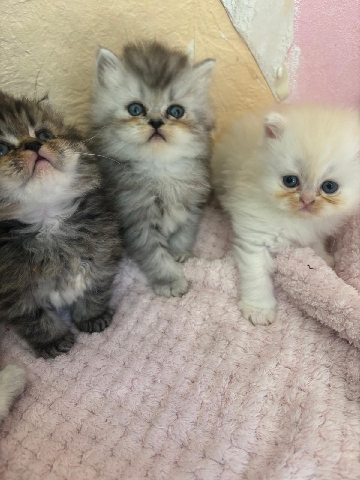 Persian (Modern) – Perser katzen Babys