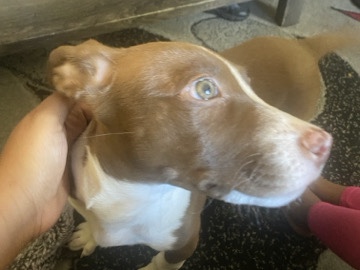 Pit Bull – pit bull