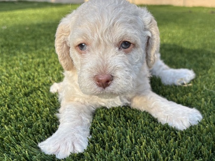 Maltipoo – Rehoming – San Jacinto