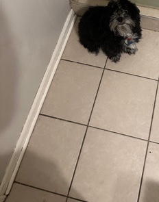 Shih Tzu – Selling My Shihpoo