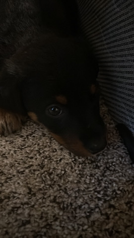 rotts