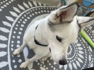 Siberian Husky – Husky – Nashville