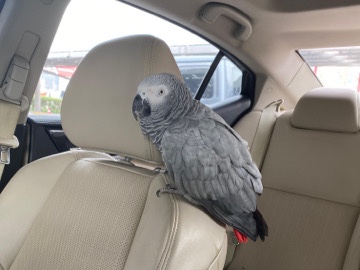 African Grey – African Grey Parrot – 1 Year Old – Rehoming – Dubai