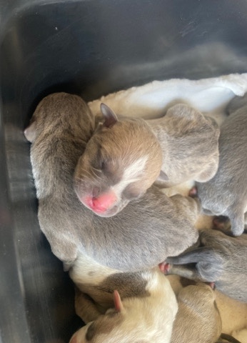 American Pit Bull Terrier – Pitbull puppies