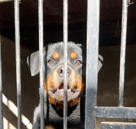 Rottweiler – Rott for sale
