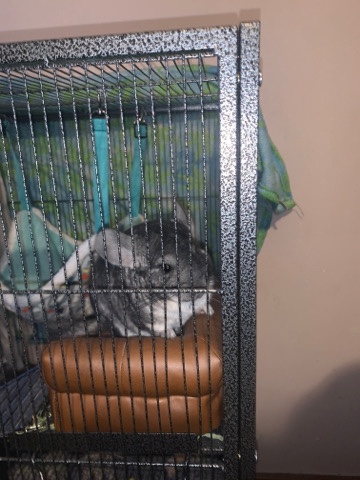 chinchilla – Male Chinchilla