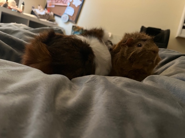 Ginny pigs gabby/Winifred