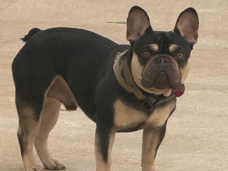 French Bulldog – Male French Bulldog – Little Rock