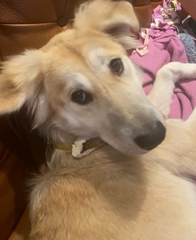 Adorable German Shepard Mix