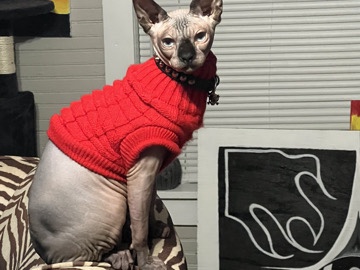 Sphynx - pet rehome asap available for adoption in Houston