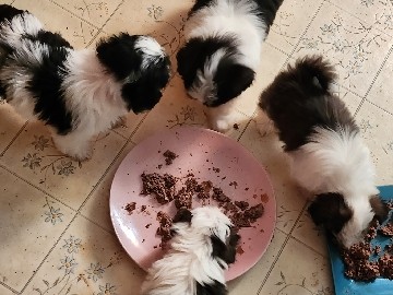 Shih Poo – shihpoo puppies – Midland