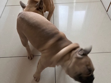 French Bulldog – mr Julian – Worcester Park