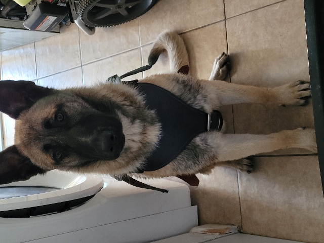 German Shepherd – Dog for sale