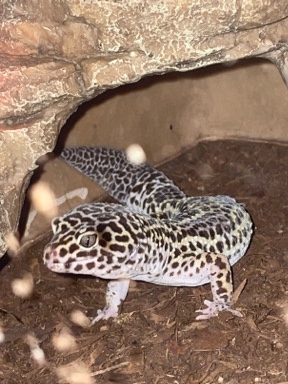Any – Female Leopard Gecko