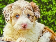 Australian Shepherd – Oliver the dog – Houston