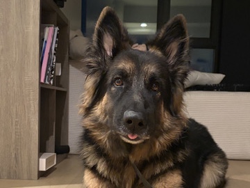 German Shepherd – Finding Chase a new home – Los Angeles