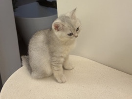 British Shorthair – British Chinchilla cat for adoption – Abu Dhabi