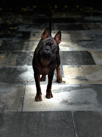 Chinese Chongqing Dog – Chinese bulldog- Chinese chongqing dog