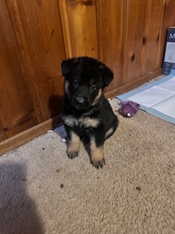 German Shepherd – Germán shepherd