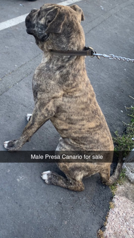 Perro de Presa Canario – Presa canario male