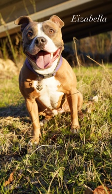 Staffordshire Bull Terrier – Staffordshire Bullies