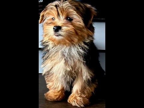 Morkie – Bound Brook
