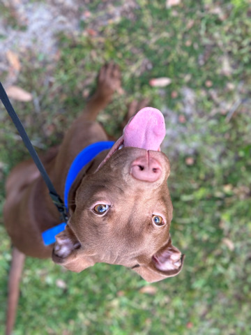 Labrador Retriever – Rehome pet