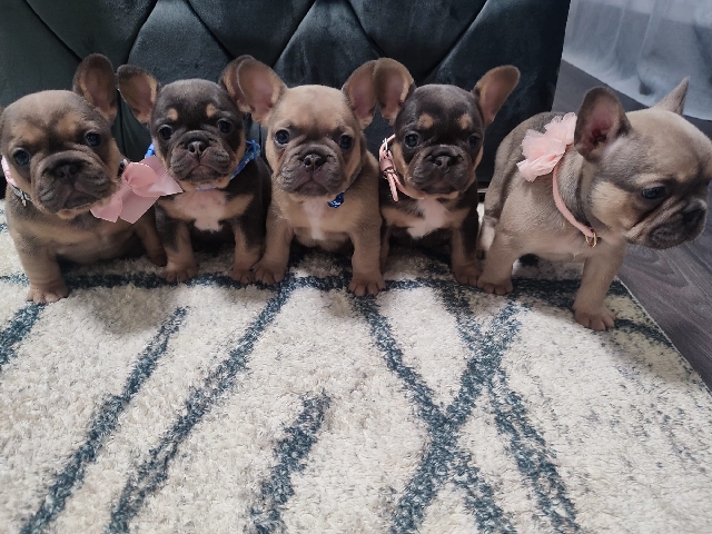 French Bulldog – Gorgeous French Bulldogs KC Reg 🐾💖
