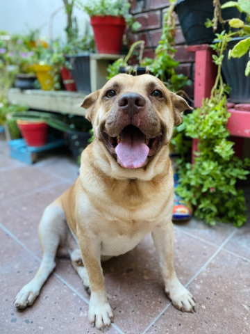 American Pit Bull Terrier – Rehoming my dog