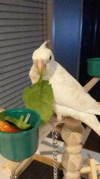 Cockatiel – Female Cockatiel
