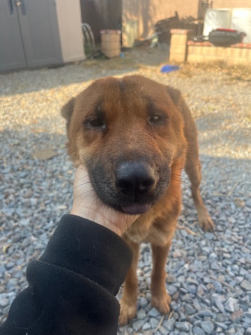 German Shepherd – rehoming Germán Shepard/chow chow mix