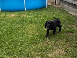 English Cocker Spaniel – Cocka Spaniel – Bedford