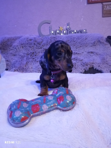 Dachshund – Kaninchen x Zwergdackel Welpen Tiger  Dackel