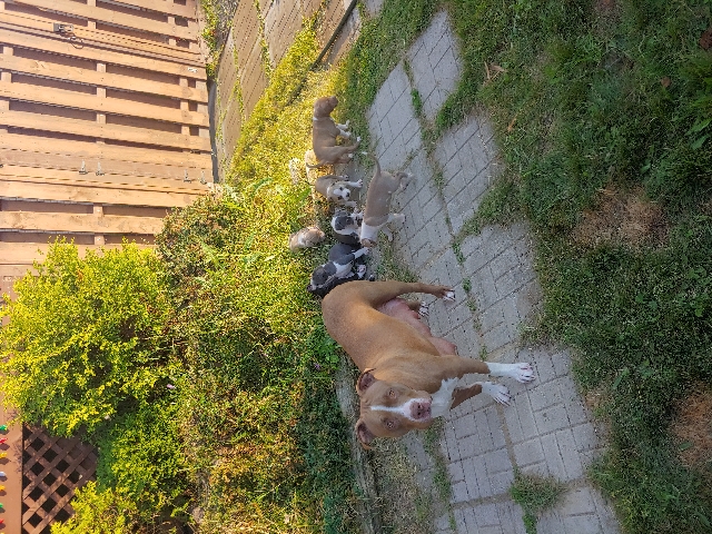 American Bulldog – XL American bully pups