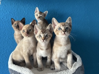 Tonkanese Kitten mit Stammbaum