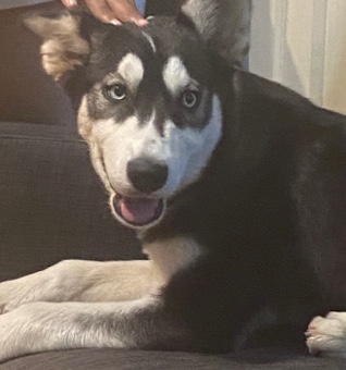 Siberian Husky – Oreo/husky