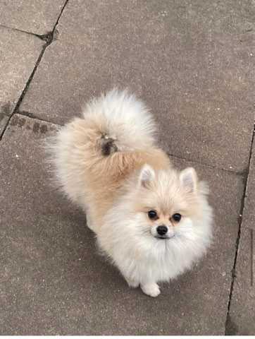 Pomeranian – 47week old male pomeranian