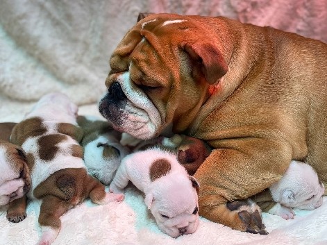 Bulldog – British bulldog KC reg for sale