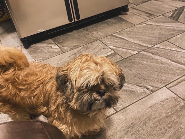 Yorkshire Terrier – 2 Dogs In North Philadelphia