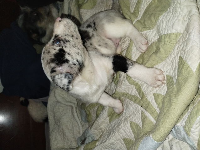 Chihuahua – female dapple Chihuahua border Collie mix